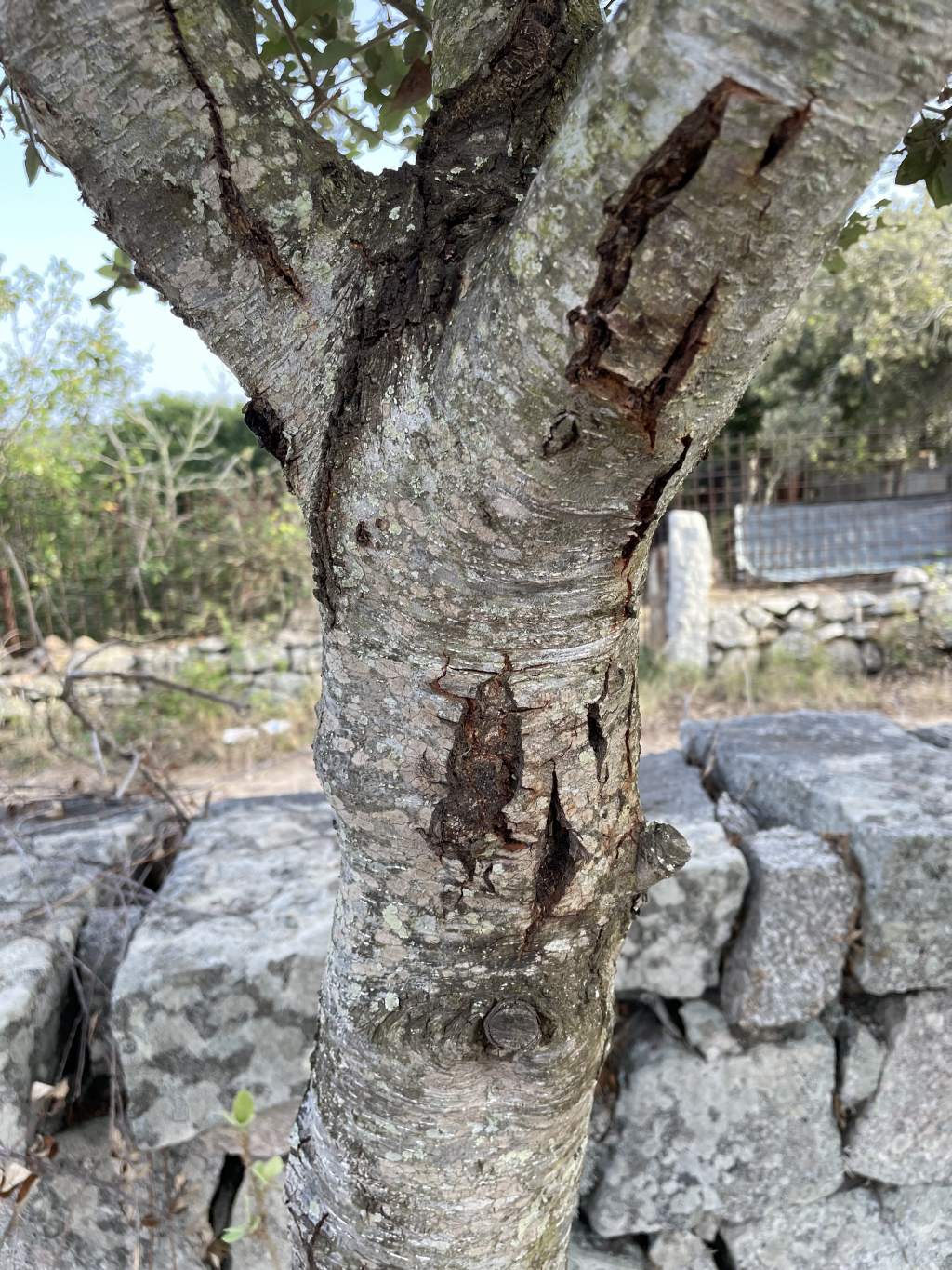 Patogeno leccio