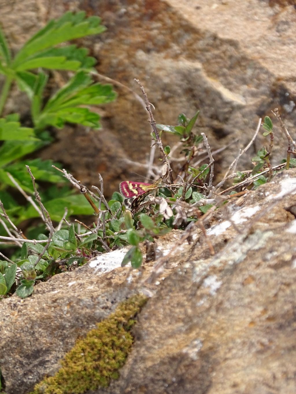 Aiuto ID farfalla notturna: Pyrausta ostrinalis? S