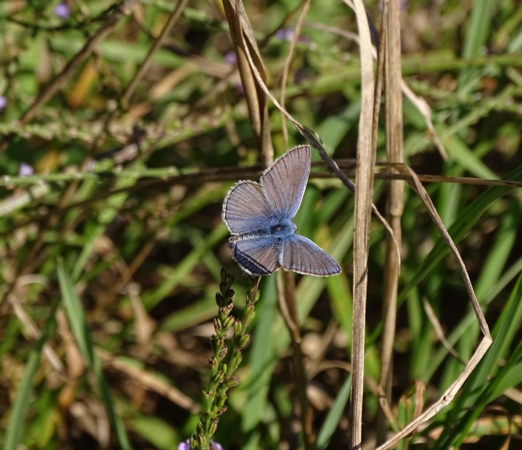 Polyommatus icarus?  S !