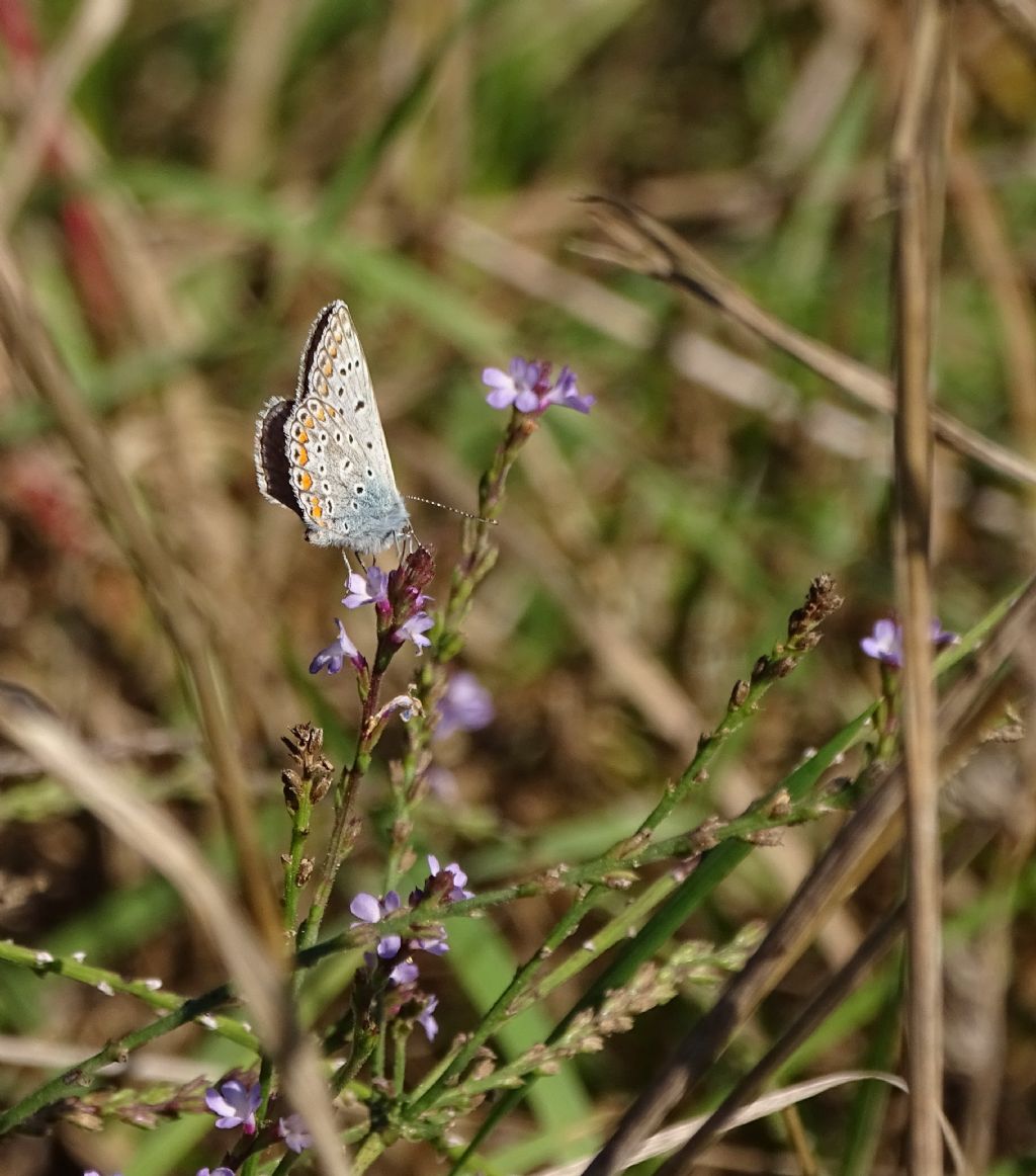 Polyommatus icarus?  S !