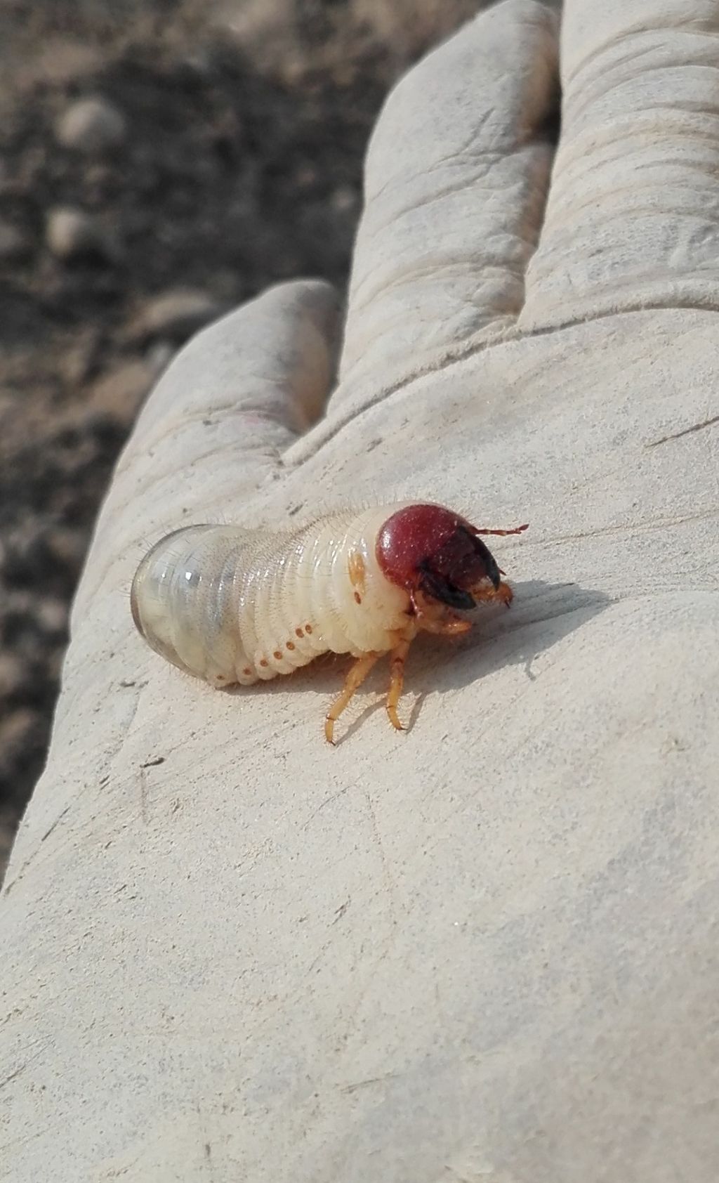 Identificazione: Oryctes nasicornis?