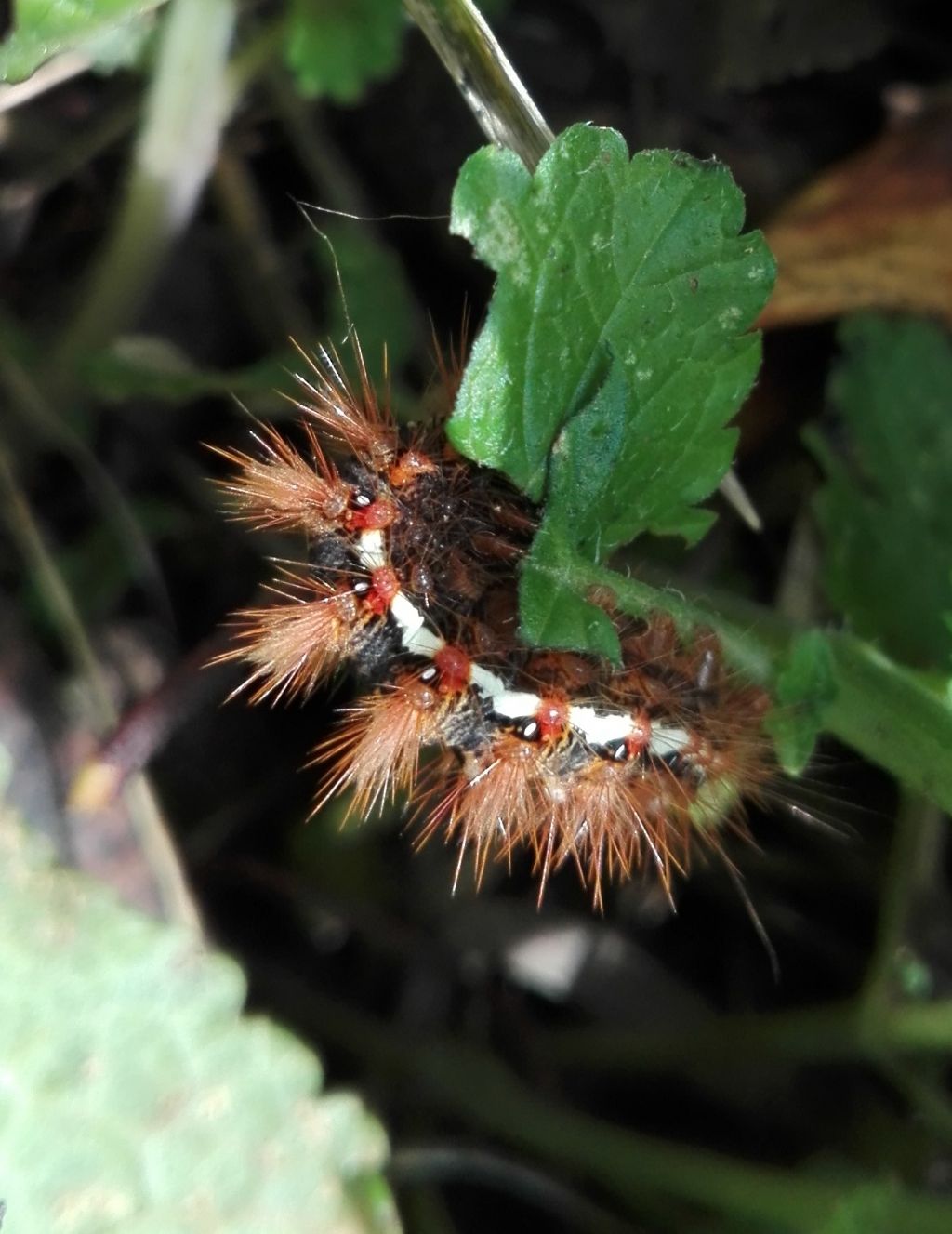 Bruco di ... Acronicta rumicis - Noctuidae