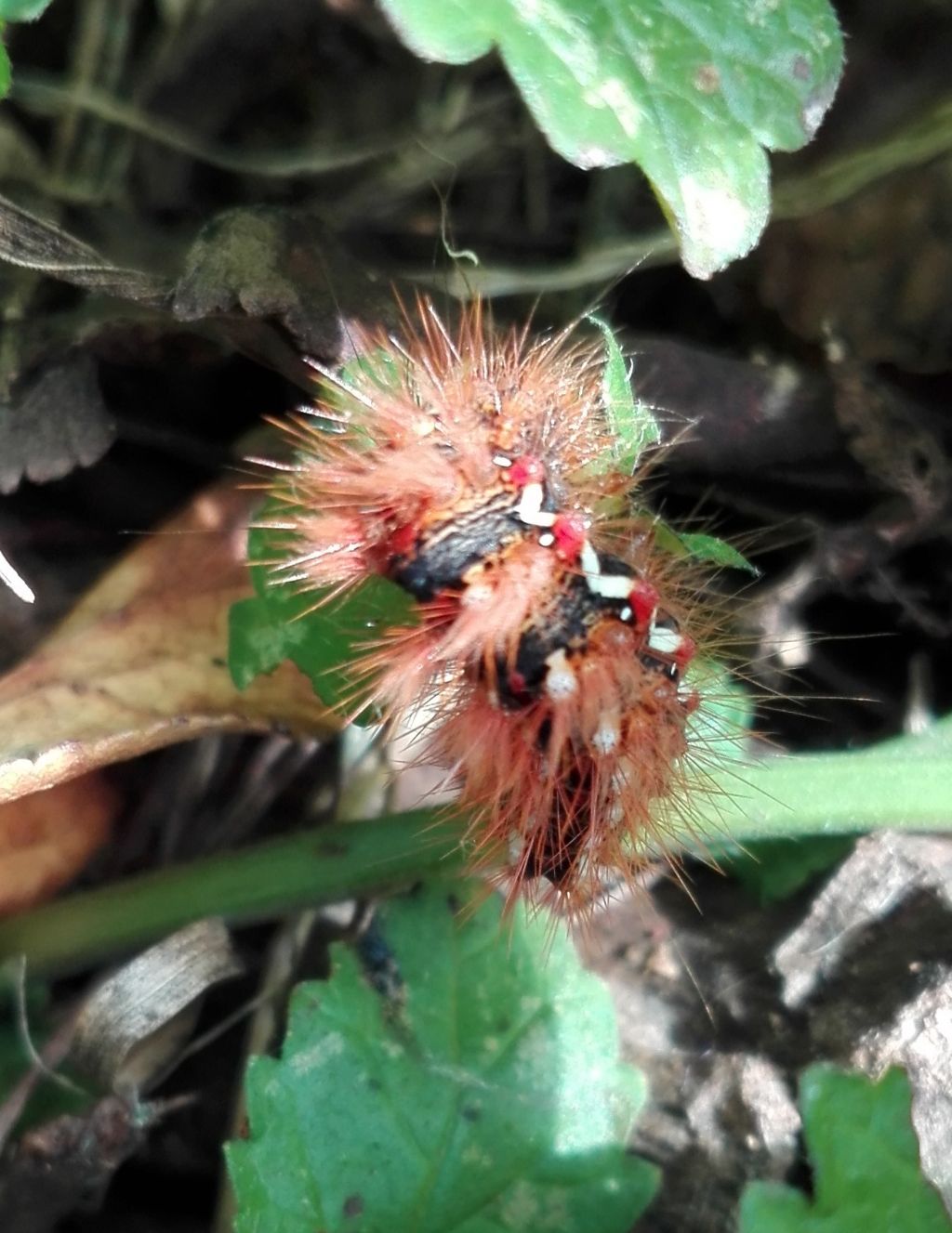 Bruco di ... Acronicta rumicis - Noctuidae