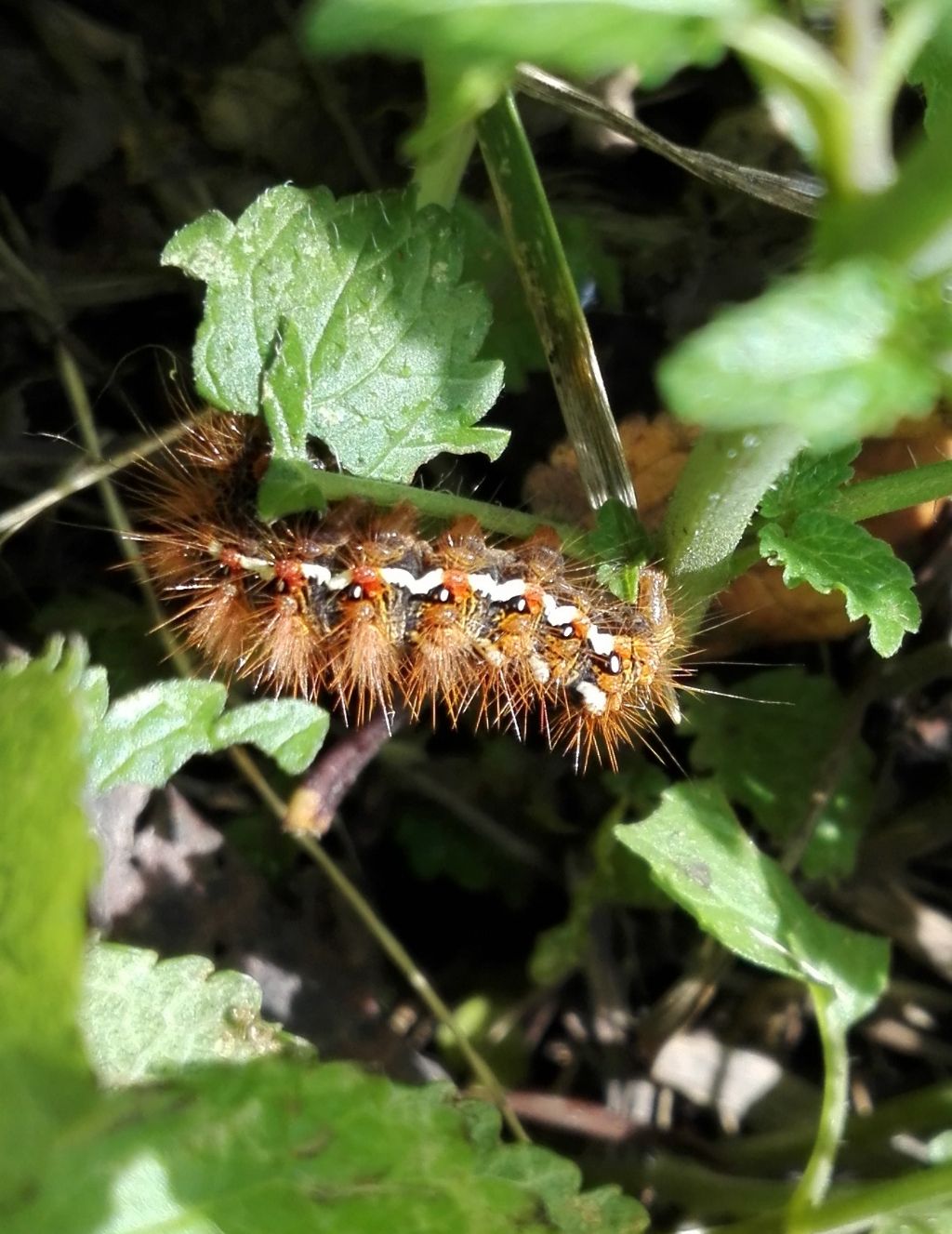 Bruco di ... Acronicta rumicis - Noctuidae