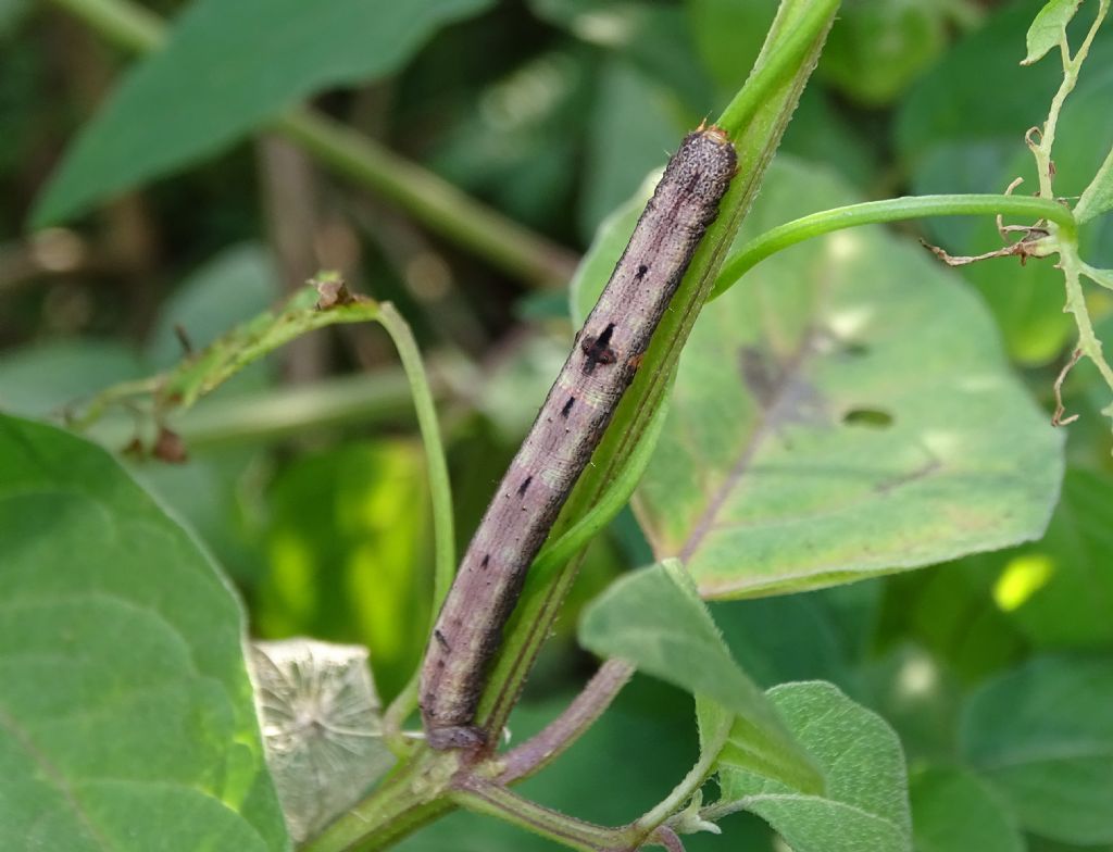 Ascotis selenaria - Geometridae