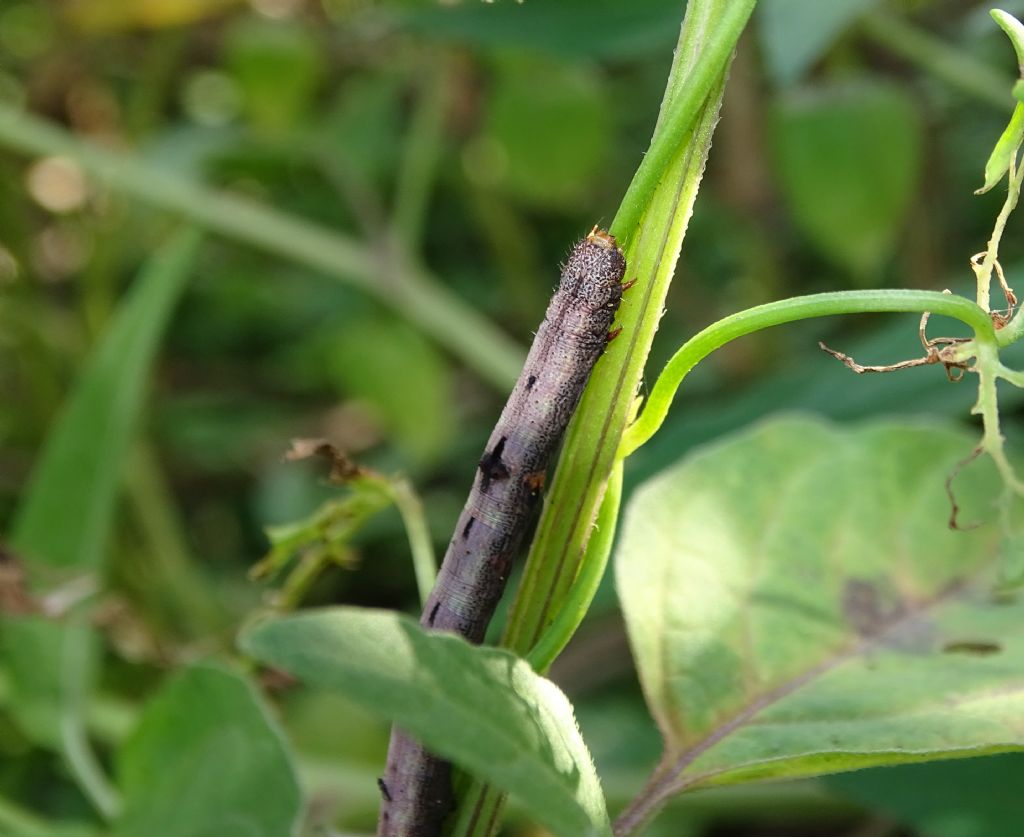 Ascotis selenaria - Geometridae