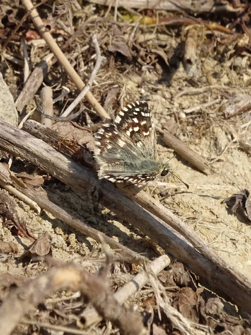 Aiuto ID: Pyrgus?