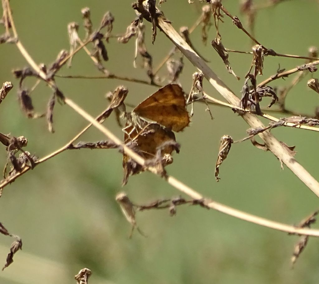 Ematurga atomaria - Geometridae e Nomophila noctuella - Crambidae