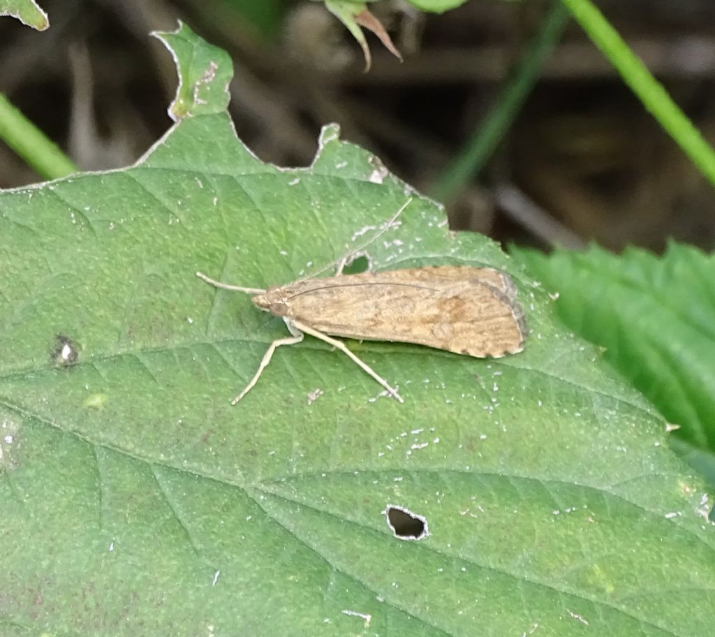 Ematurga atomaria - Geometridae e Nomophila noctuella - Crambidae