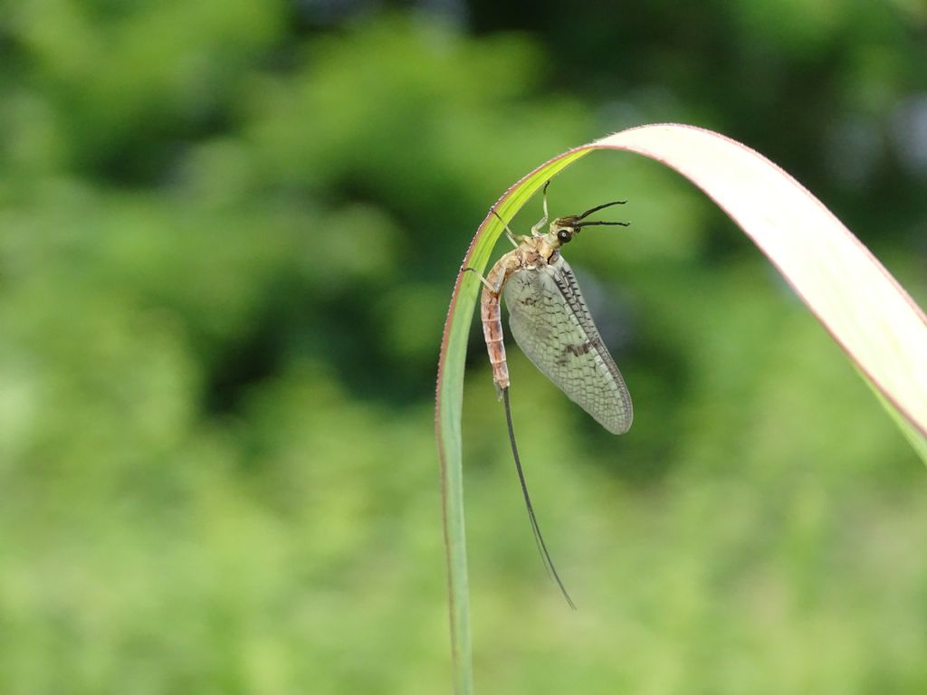 Aiuto ID Ephemeroptera - Ephemera sp. subimago male