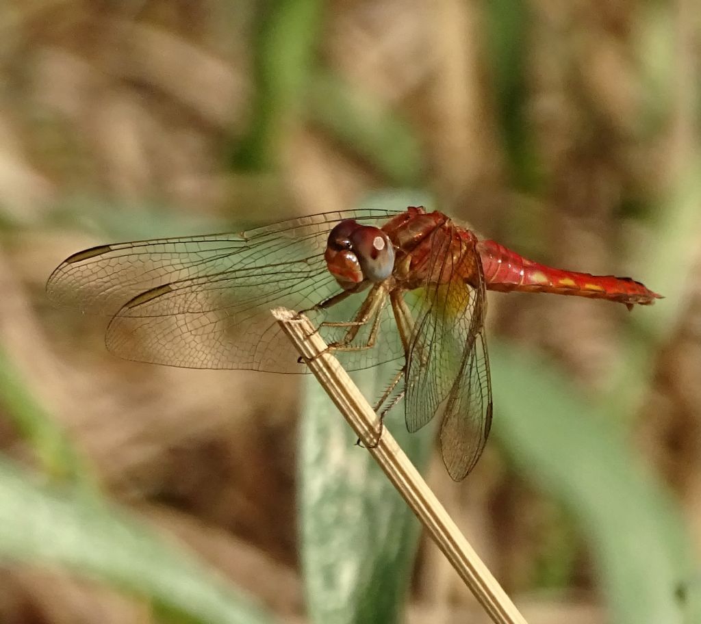 Giovane di Sympetrum fonscolombii? no, Crocothemis erythraea, femmina androcroma