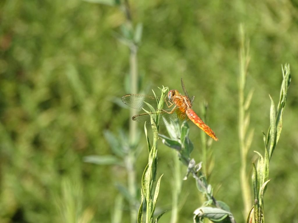 Giovane di Sympetrum fonscolombii? no, Crocothemis erythraea, femmina androcroma