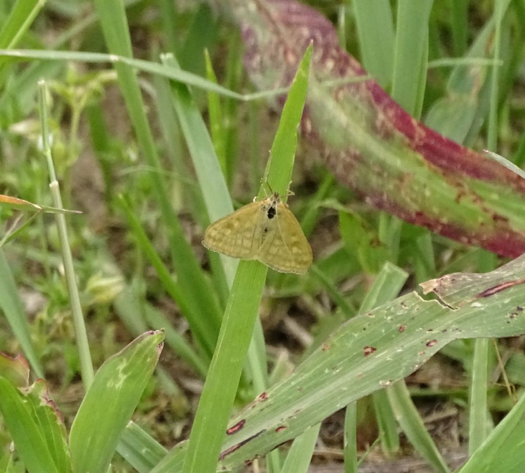 Sitochroa verticalis?