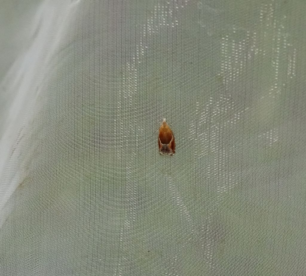 Aiuto ID falena
