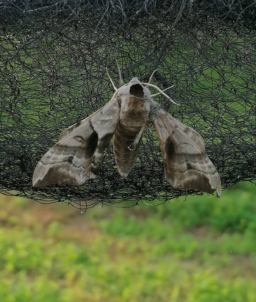 Smerinthus ocellata, conferma? - S