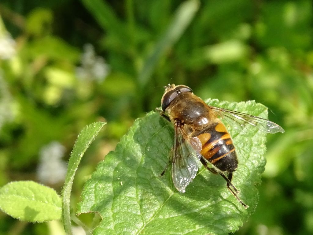 Eristalis sp. aiuto ID