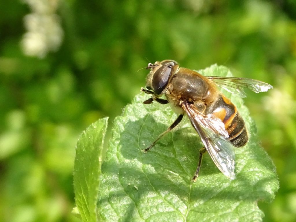 Eristalis sp. aiuto ID