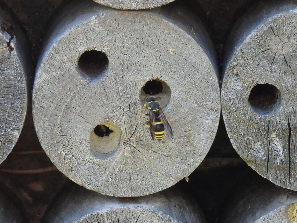 Aiuto Id: Ancistrocerus sp.?