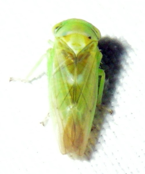 Cicadellidae da ID