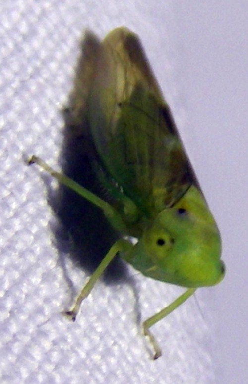 Cicadellidae da ID