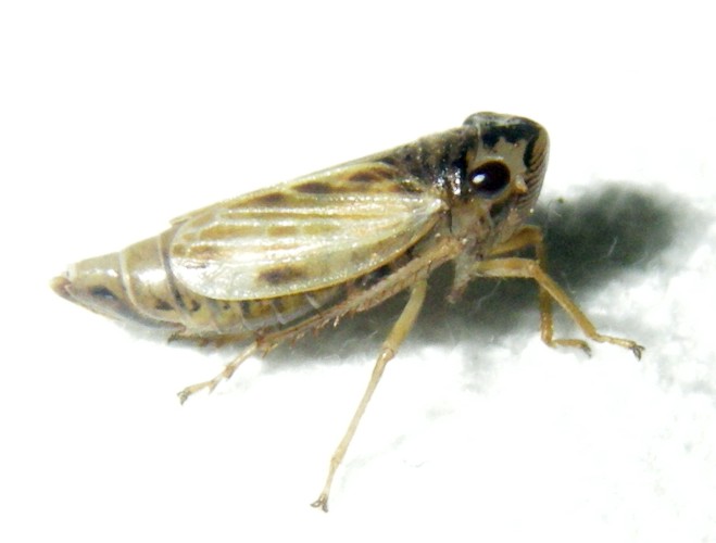 Evacanthus acuminatus