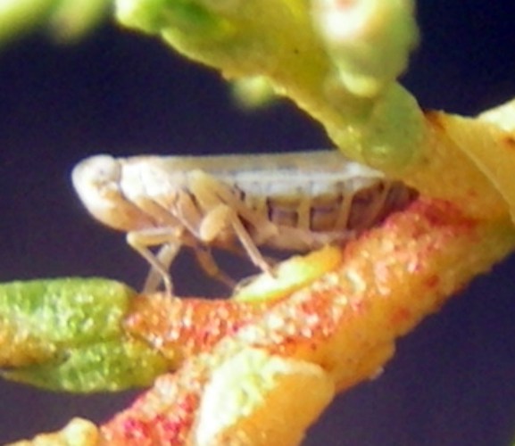 Delphacidae da ID
