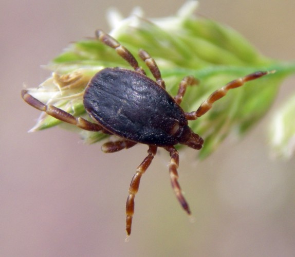 Ixodidae: Hyalomma sp. - Zaragoza (Spagna)