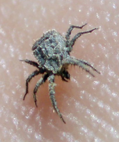 Caeculidae - (Zaragoza, Spagna)