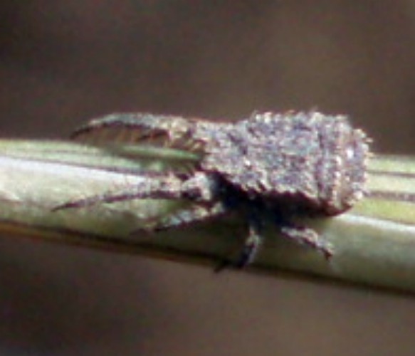 Caeculidae - (Zaragoza, Spagna)