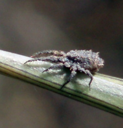 Caeculidae - (Zaragoza, Spagna)