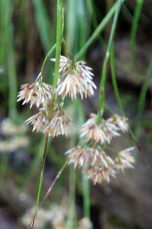 Identificare graminea