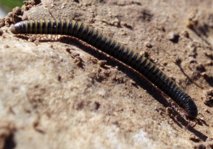 Iulidae II