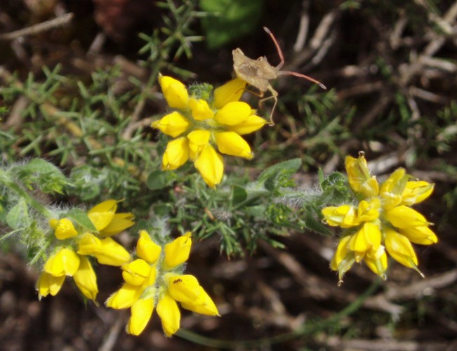 Genista germanica / Ginestra spinosa