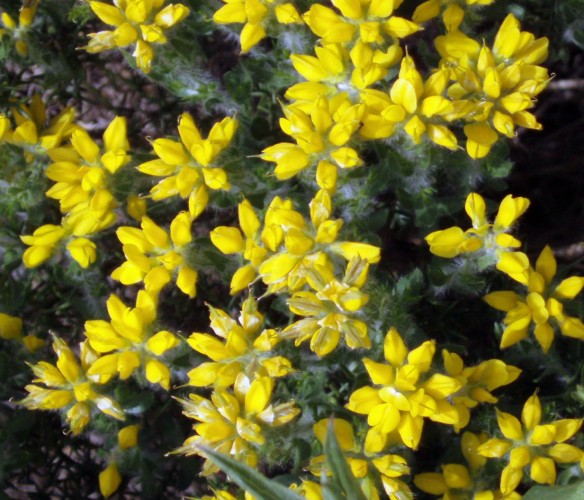 Genista germanica / Ginestra spinosa