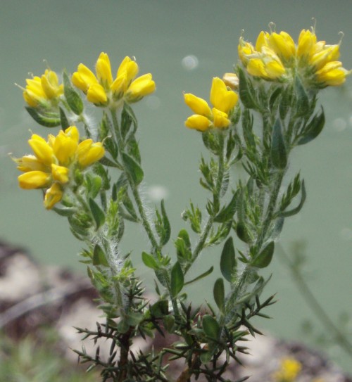 Genista germanica / Ginestra spinosa