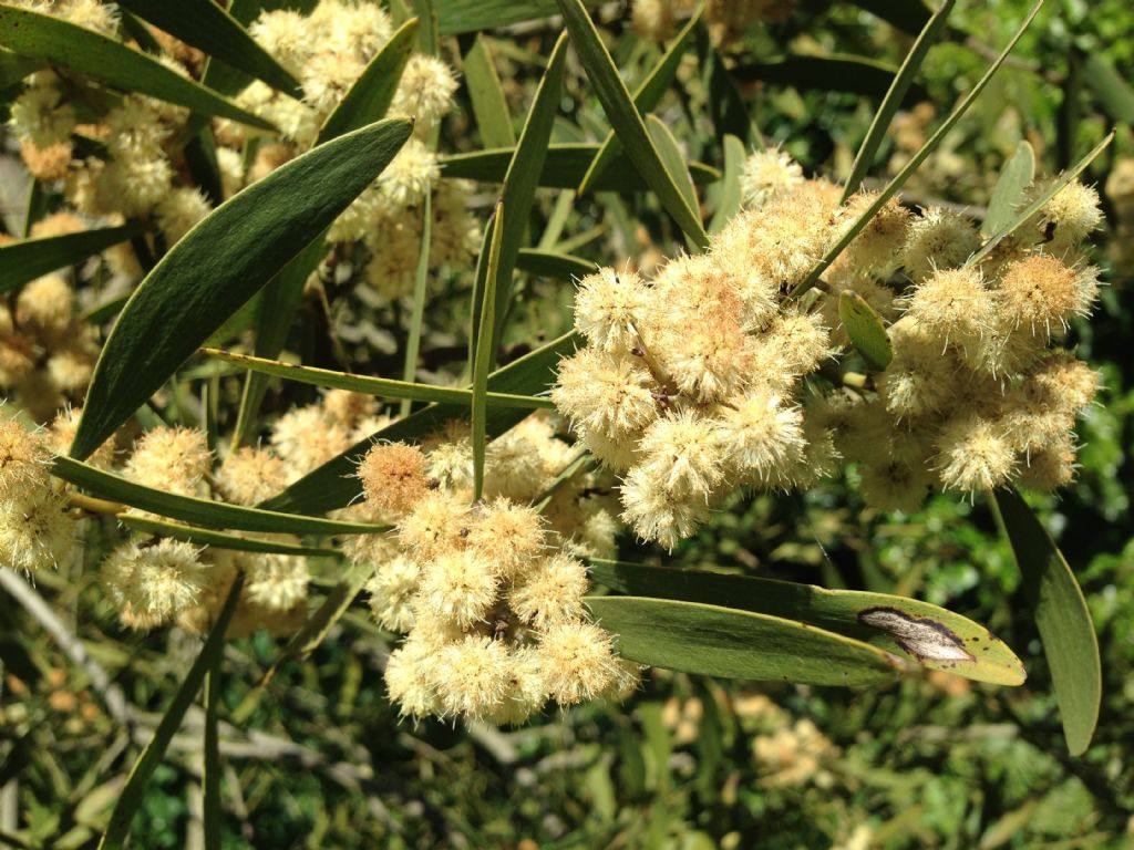 Pianta mai vista - Acacia cfr.  melanoxylon