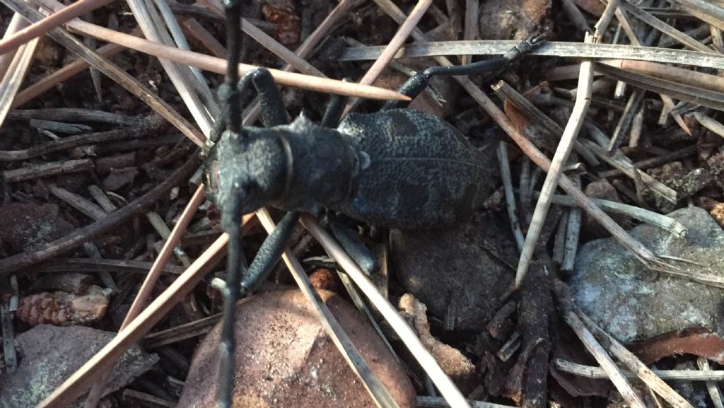 Un Cerambicidae da identificare (Ostia-Roma):  Morimus asper