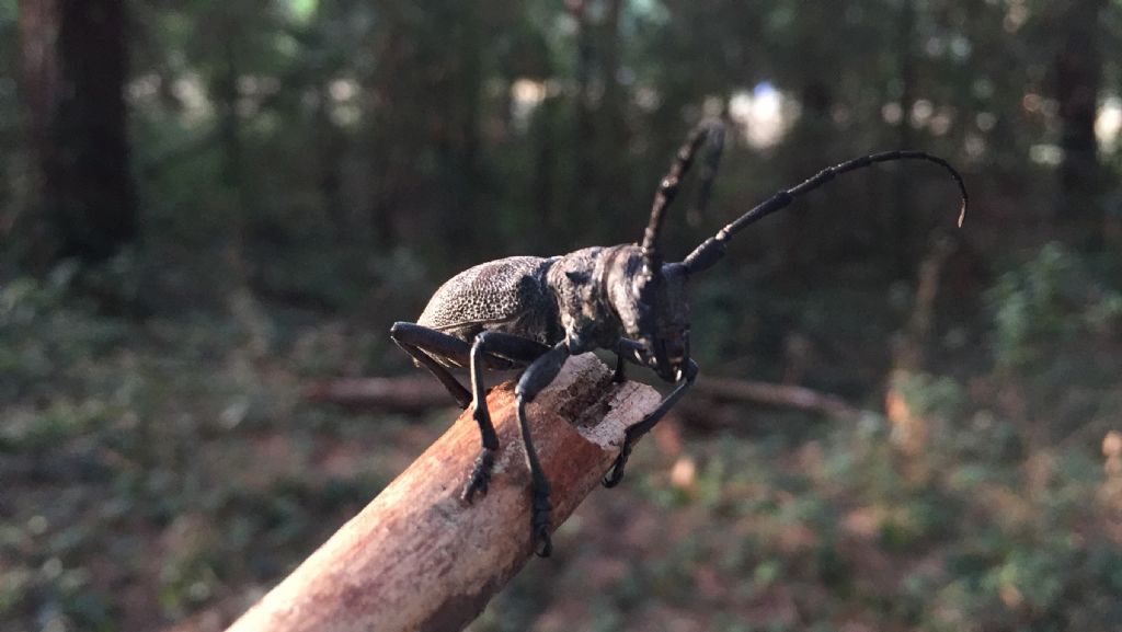 Un Cerambicidae da identificare (Ostia-Roma):  Morimus asper