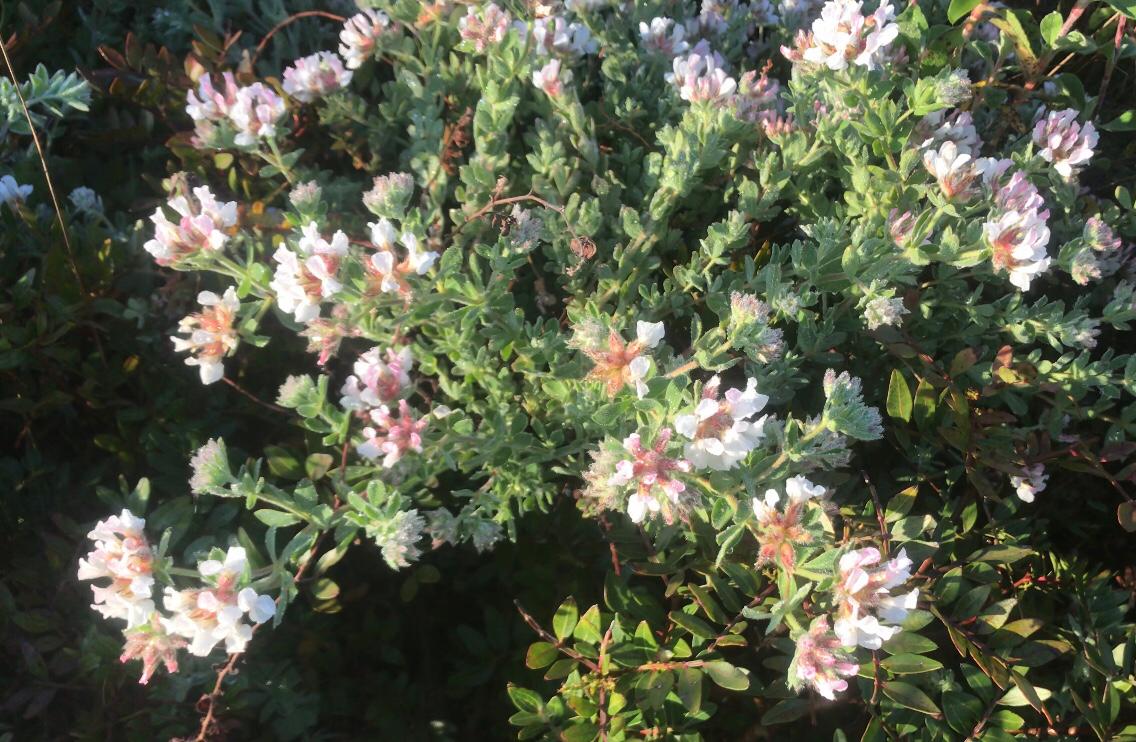 Teucrium? no, Lotus hirsutus (Fabaceae)