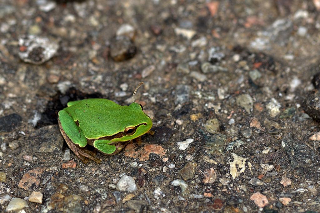 rana? - raganella Hyla arborea
