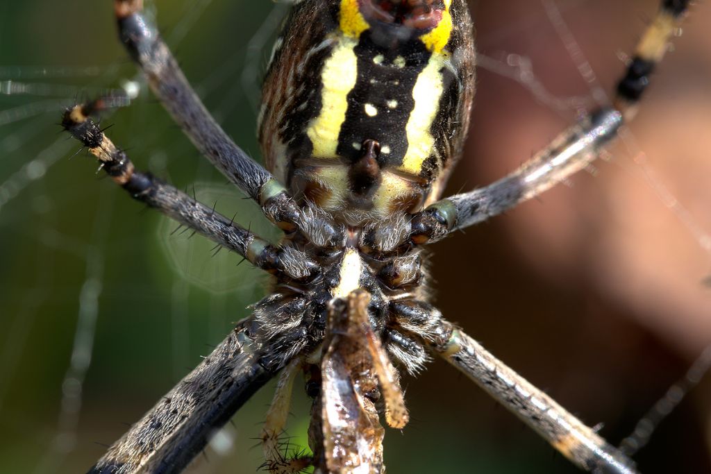 Argiope bruennichi