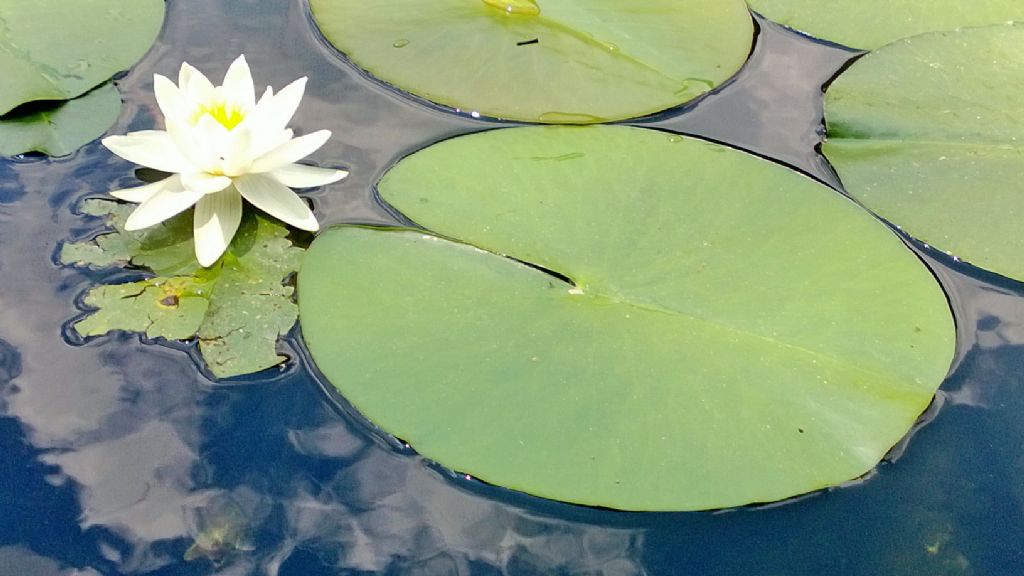 Nymphaea alba / Ninfea comune