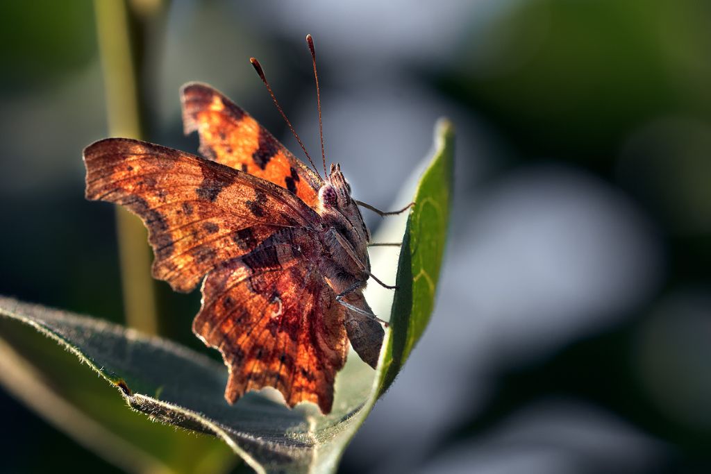 Identificazione nome insetti