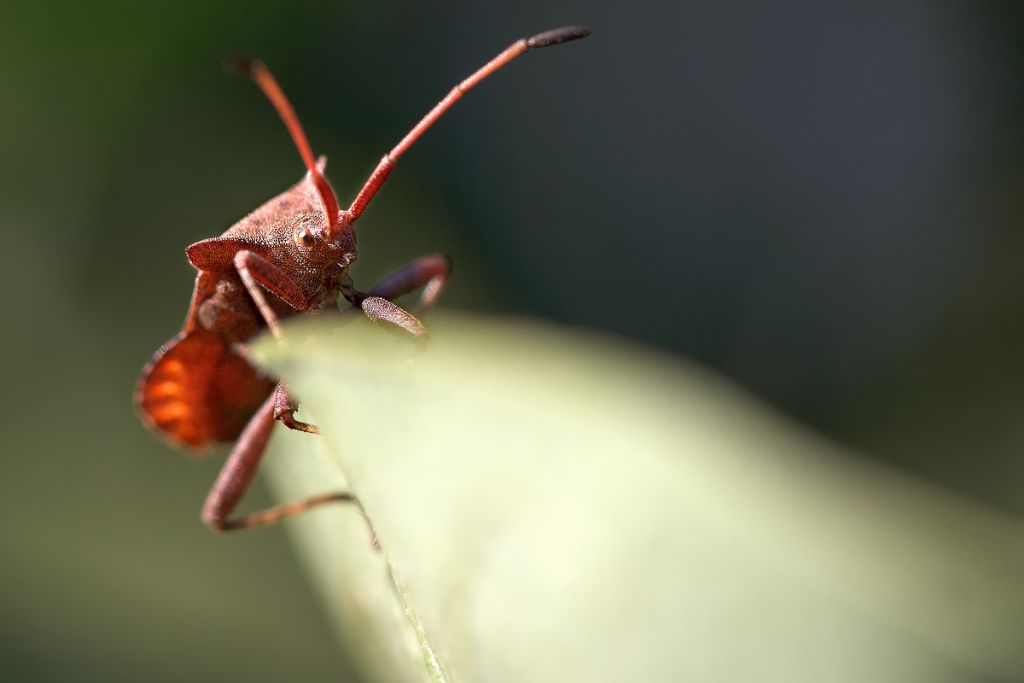 Identificazione nome insetti