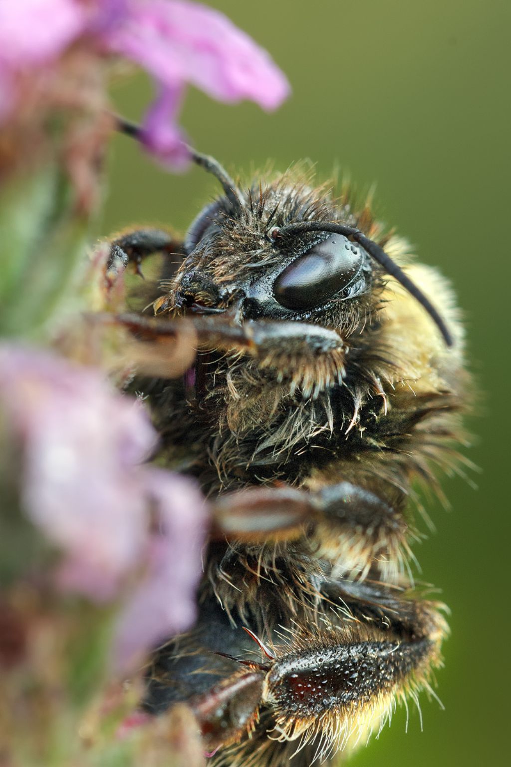 Identificazione nome insetti