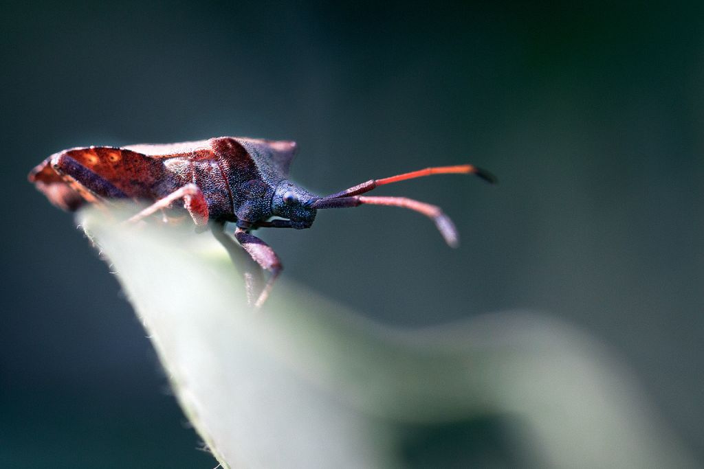 Identificazione nome insetti