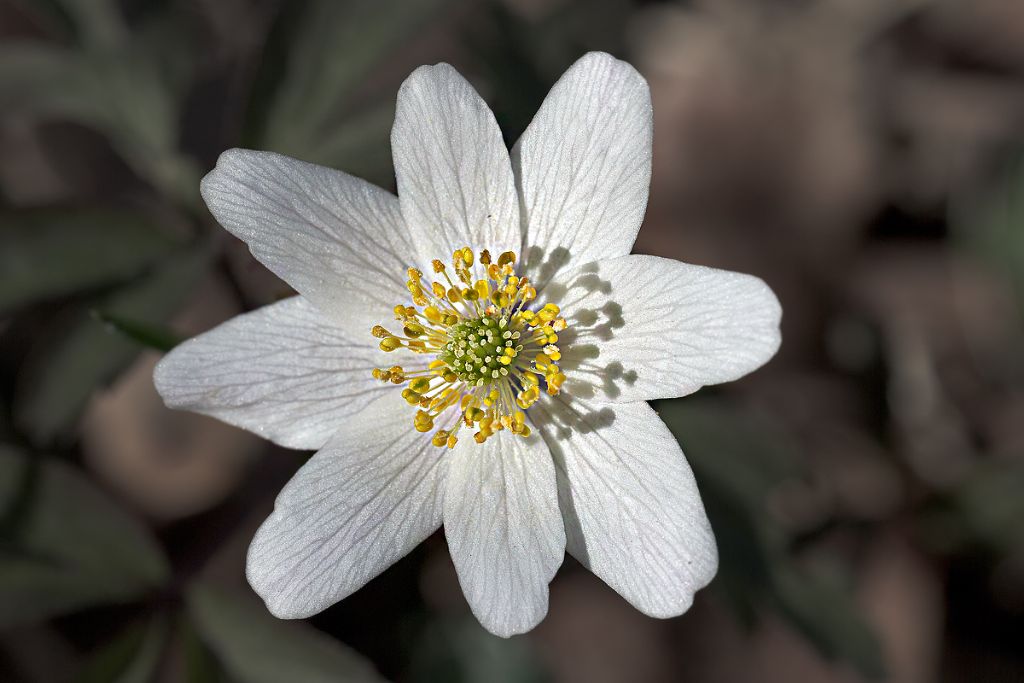 Anemonoides nemorosa