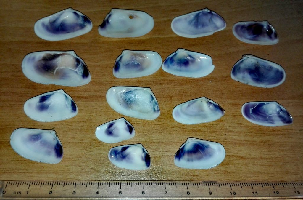 Bivalvi da identificare