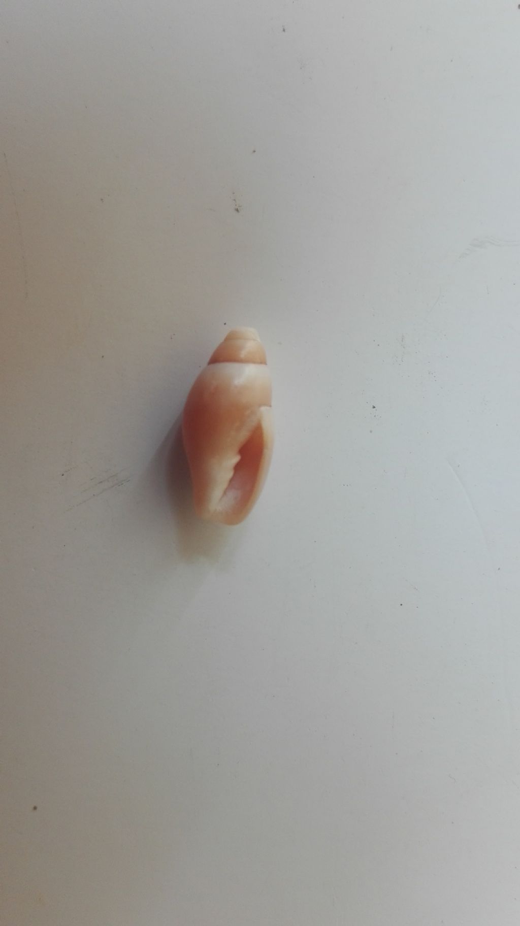 Gasteropode da identificare