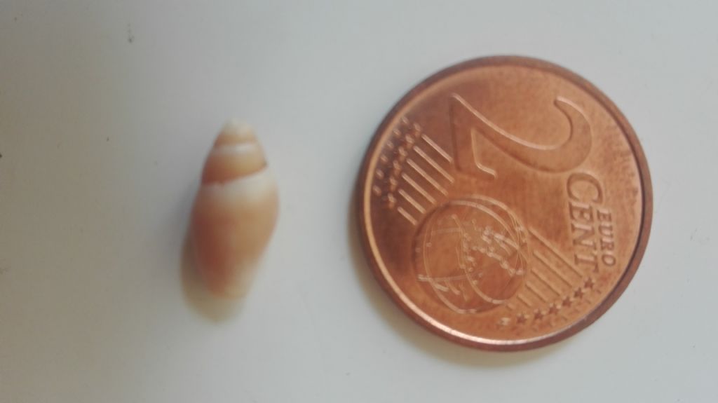 Gasteropode da identificare
